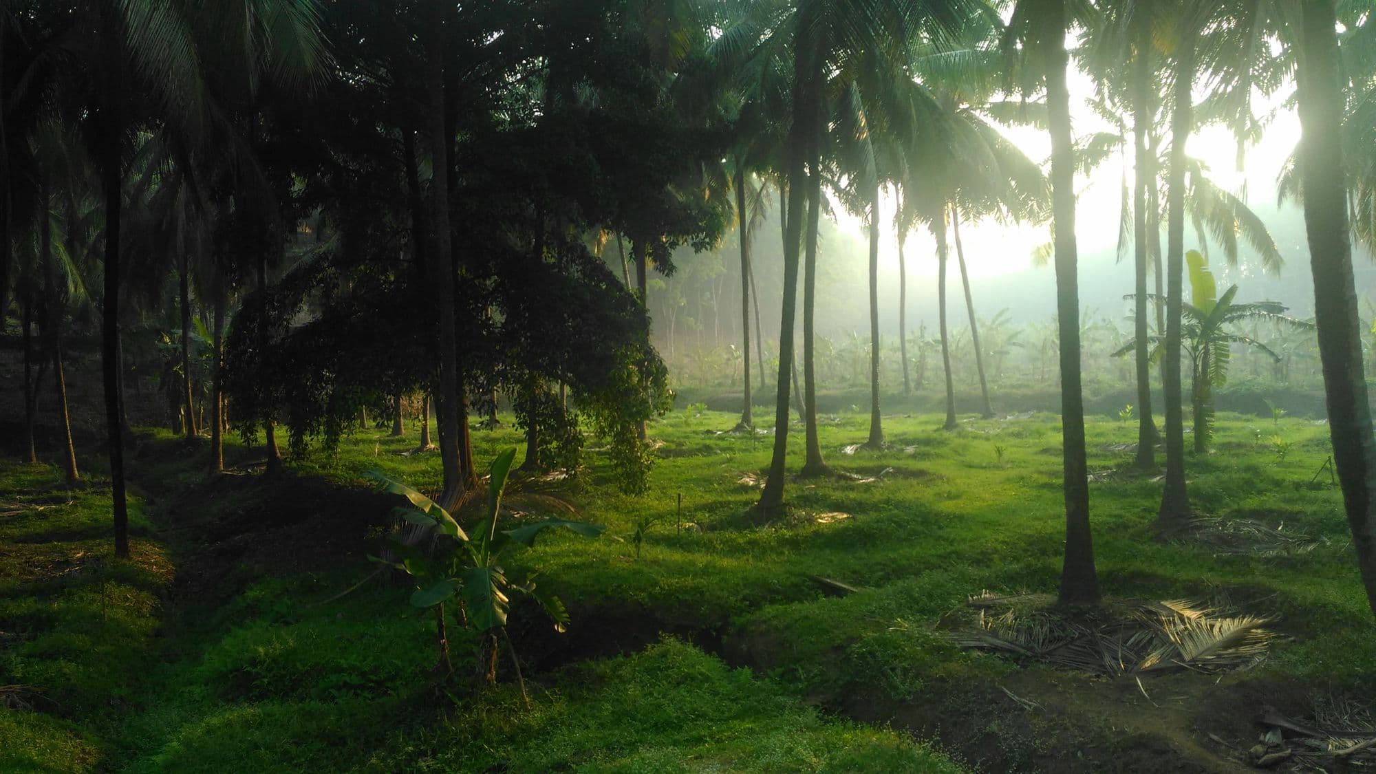 Pattanakkad Garden Plots